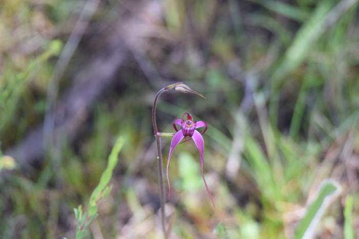 Caladenia - Pink spider orchid DSC_6751.JPG